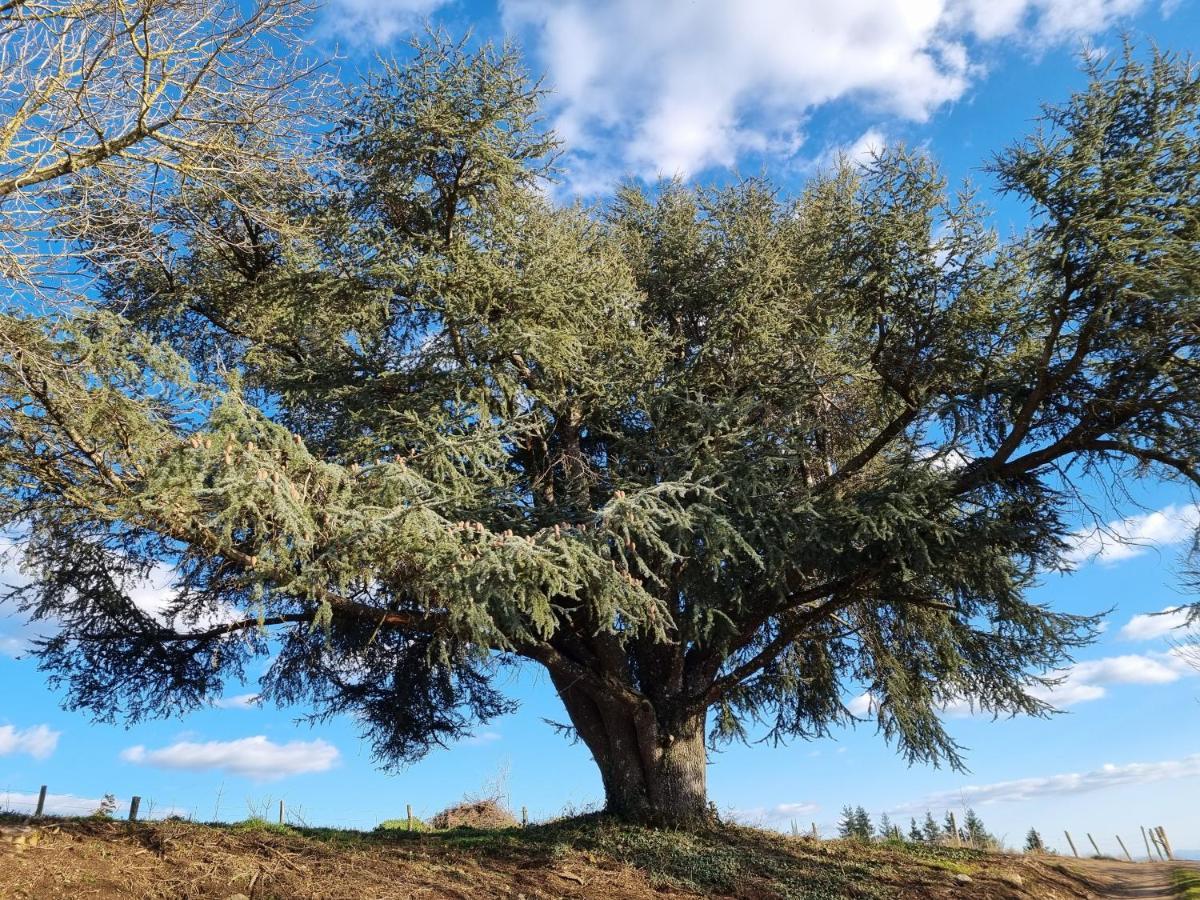 הוילה Caudebronde L'Oeil De Carcassonne מראה חיצוני תמונה